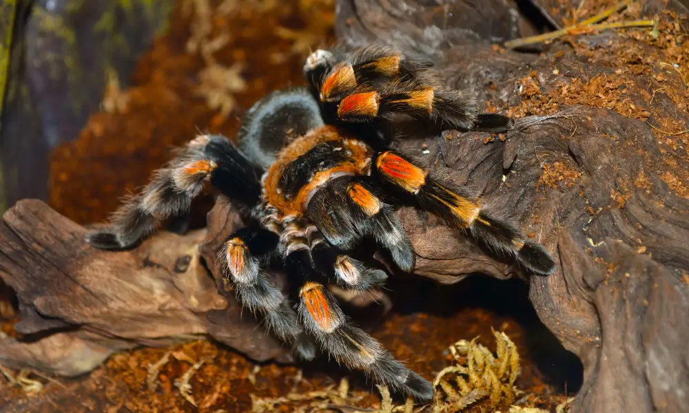 Biblical Meaning of Tarantulas in Dreams 1