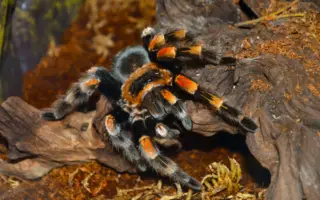 Biblical Meaning of Tarantulas in Dreams 1