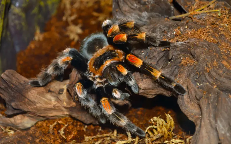 Biblical Meaning of Tarantulas in Dreams 1