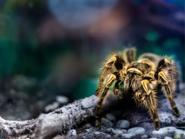 Biblical Meaning of Tarantulas in Dreams 2