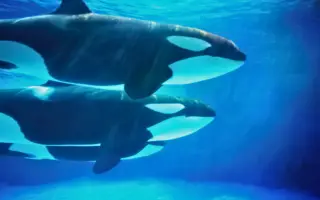 meaning of orcas in dreams 1