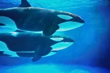 meaning of orcas in dreams 1